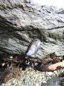 Image of Chilean blue mussel