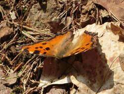 Nymphalis polychloros Linnaeus 1758 resmi