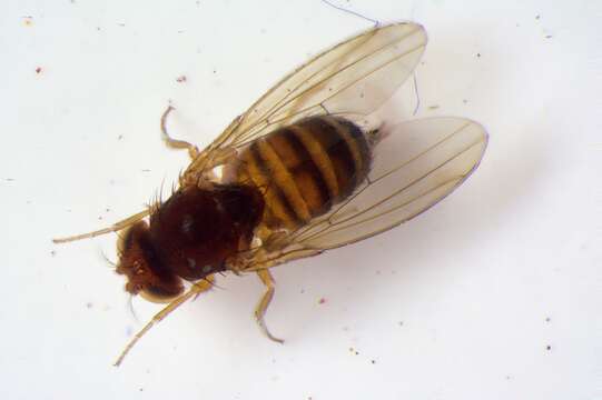 Plancia ëd Drosophila suzukii (Matsumura 1931)