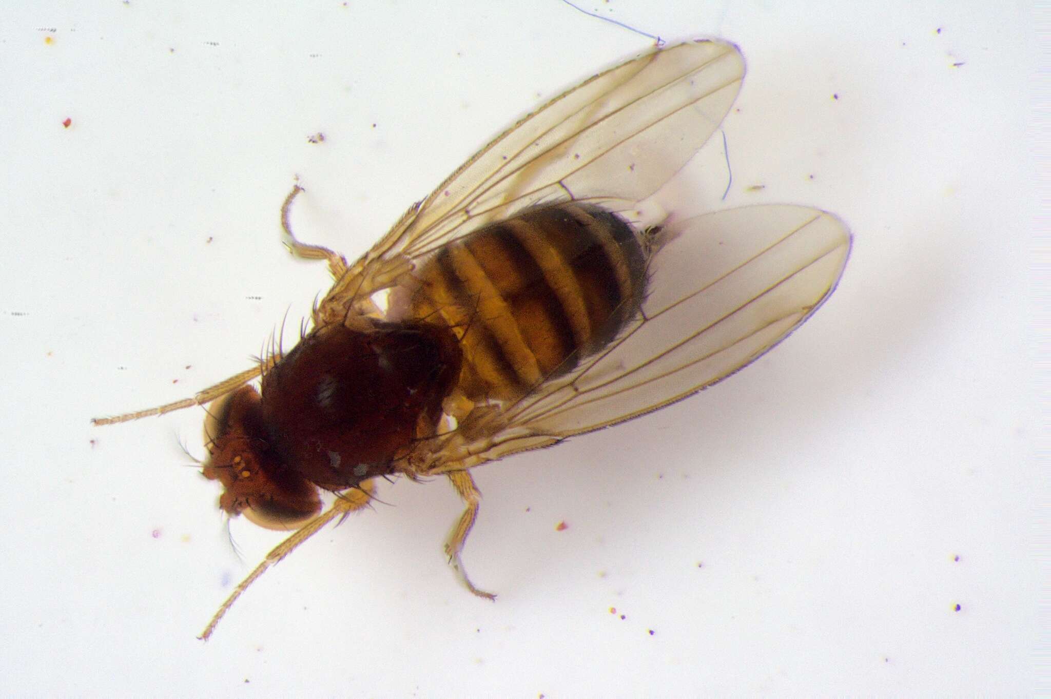 Image of Cherry drosophila