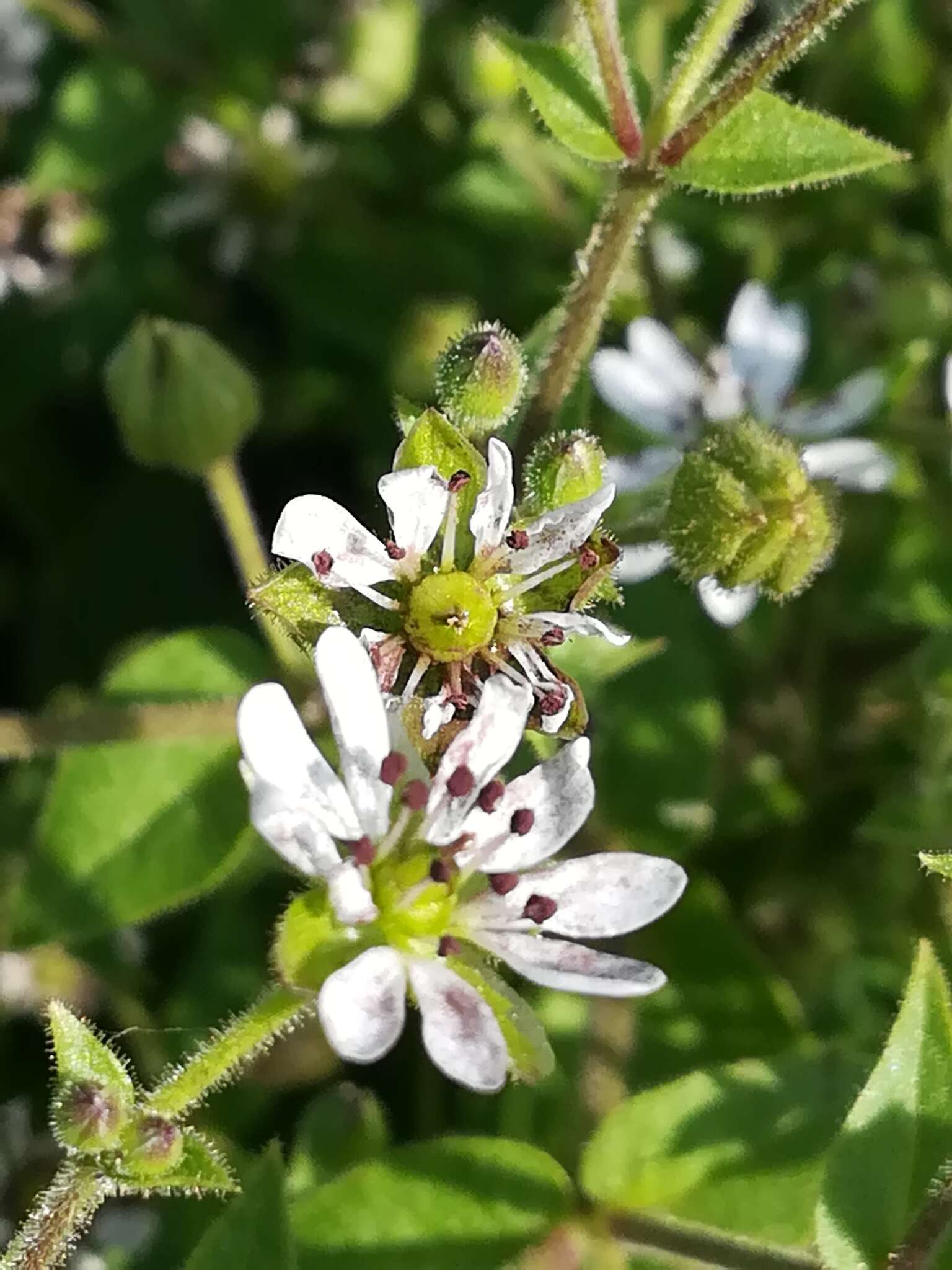 Imagem de Microbotryum stellariae (Sowerby) G. Deml & Oberw. 1982