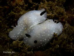 Image of Cadlina limbaughorum Lance 1962