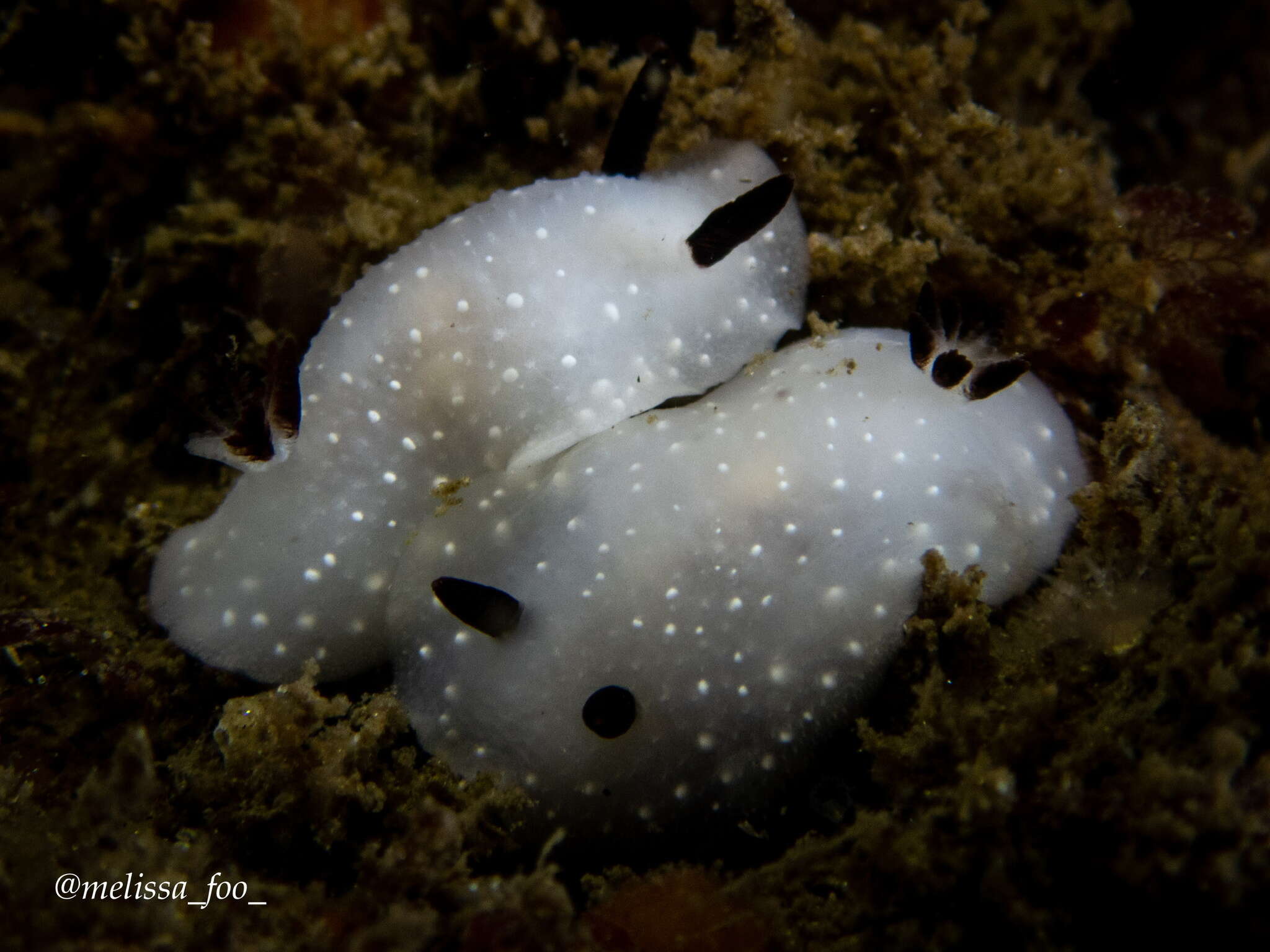 Imagem de Cadlina limbaughorum Lance 1962