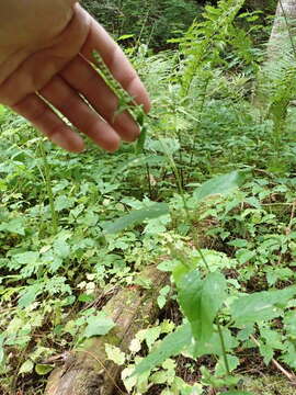 Image of Caloptilia scutellariella (Braun 1923)