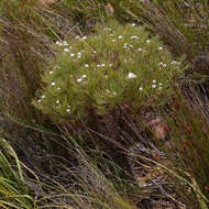 Image of Serruria kraussii Meissn.