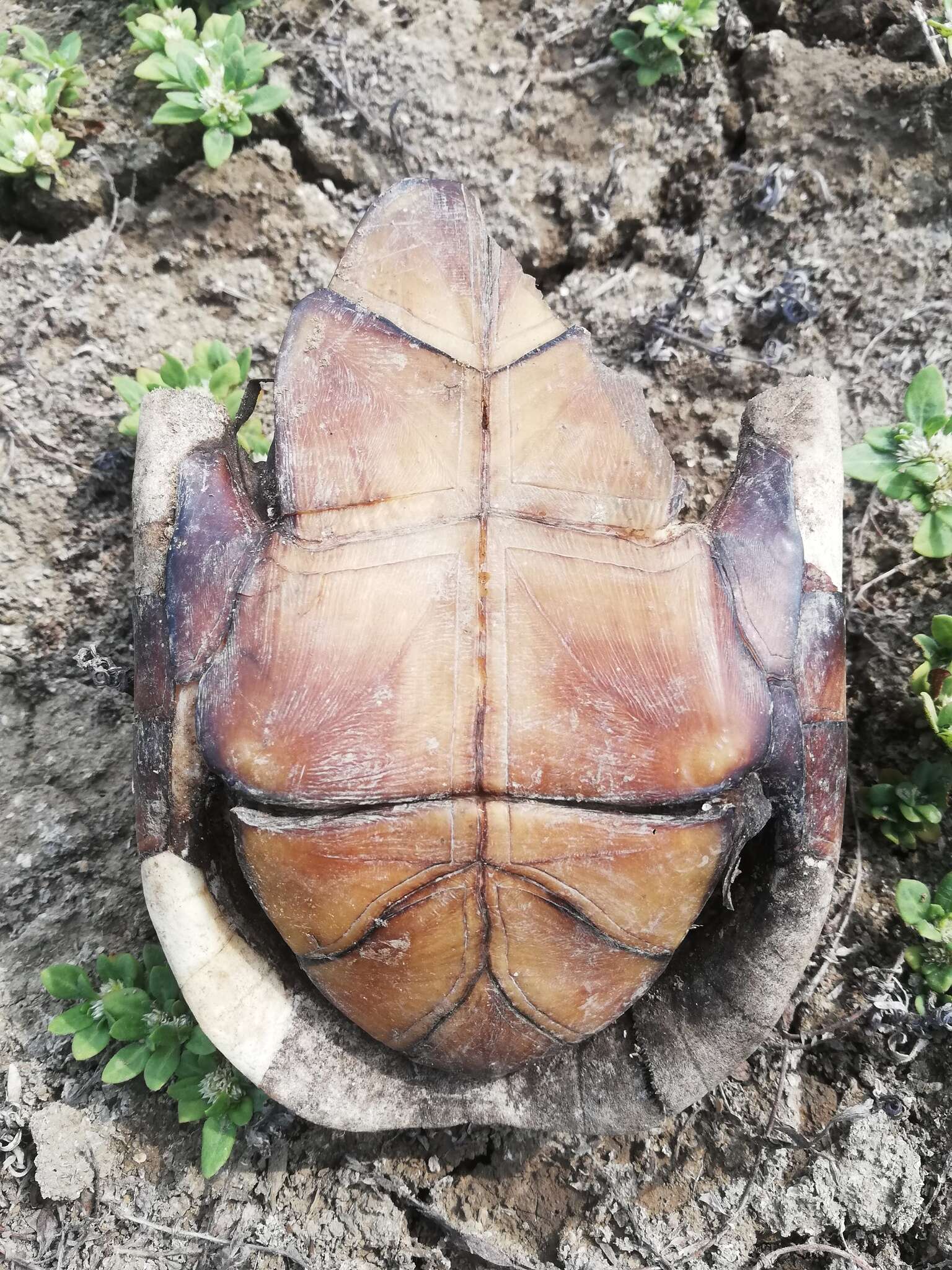 Image of Oaxaca Mud Turtle