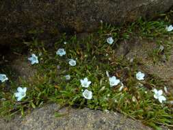 Image of Montia sessiliflora (G. Simpson) Heenan