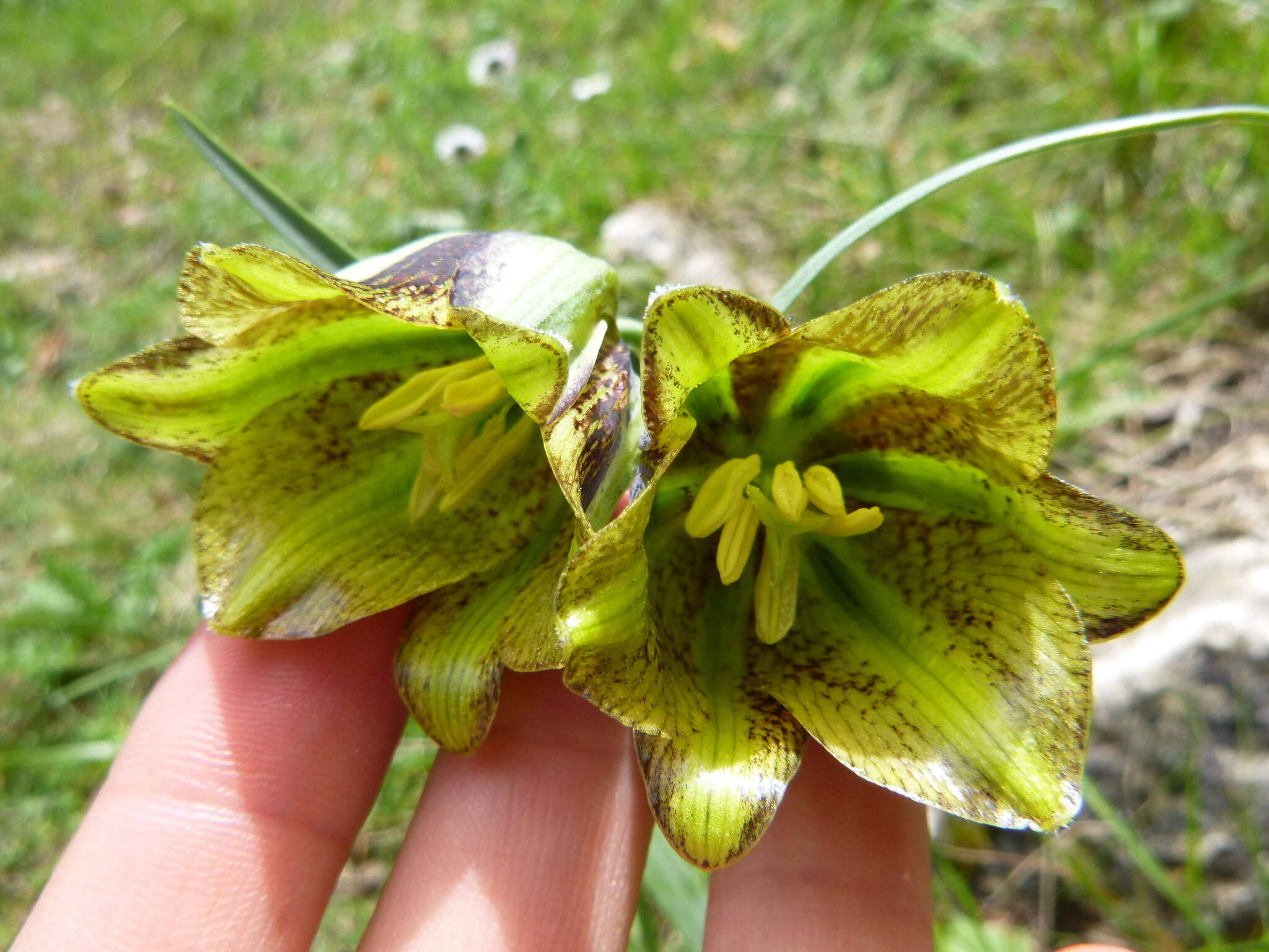 Image of Fritillaria lusitanica Wikstr.