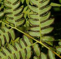 Image of Pteridium latiusculum subsp. japonicum (Nakai) Fraser-Jenkins