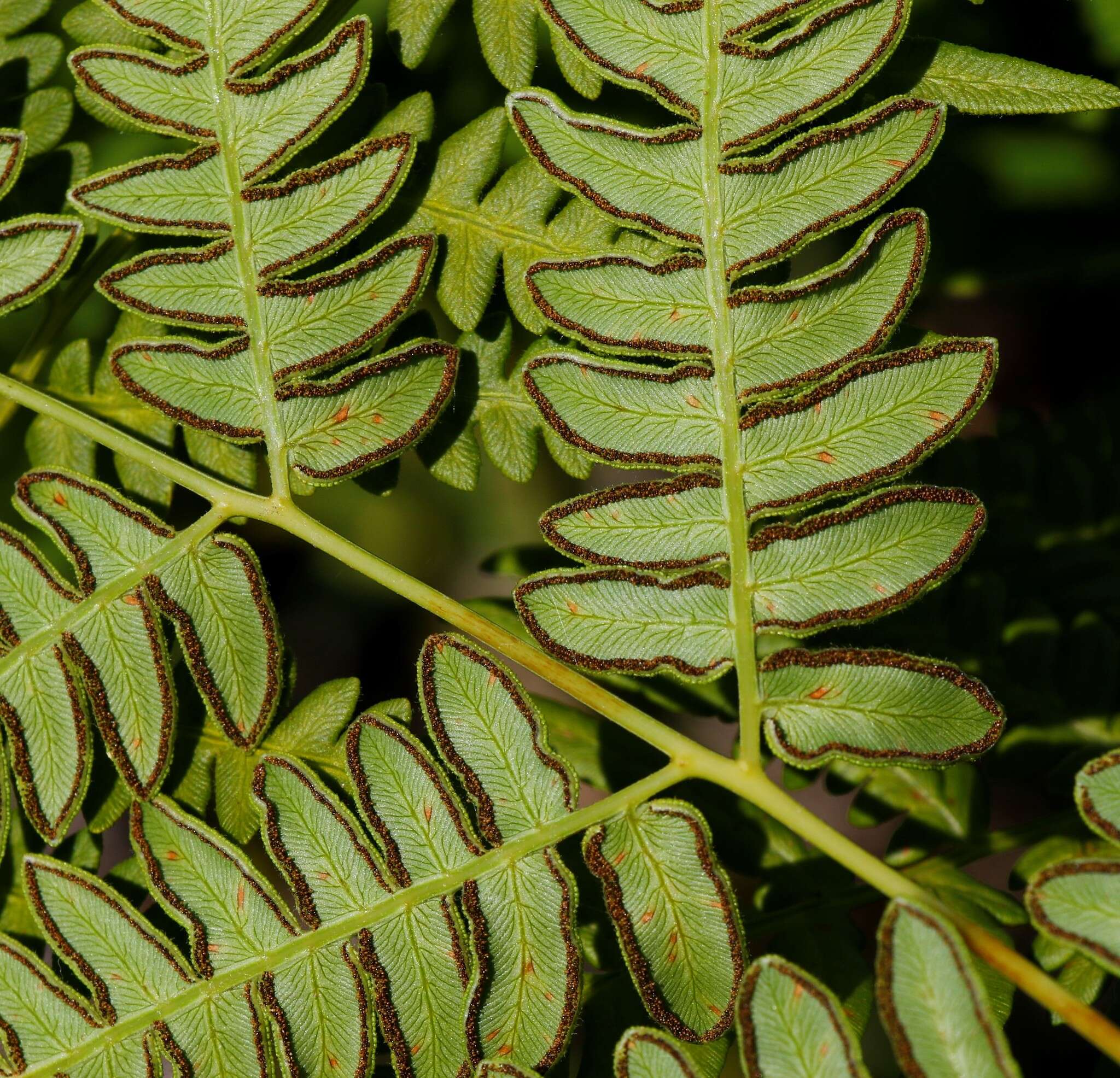 Image of Pteridium latiusculum subsp. japonicum (Nakai) Fraser-Jenkins