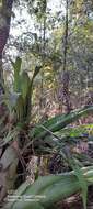 Image of Aechmea bromeliifolia (Rudge) Baker ex Benth. & Hook. fil.