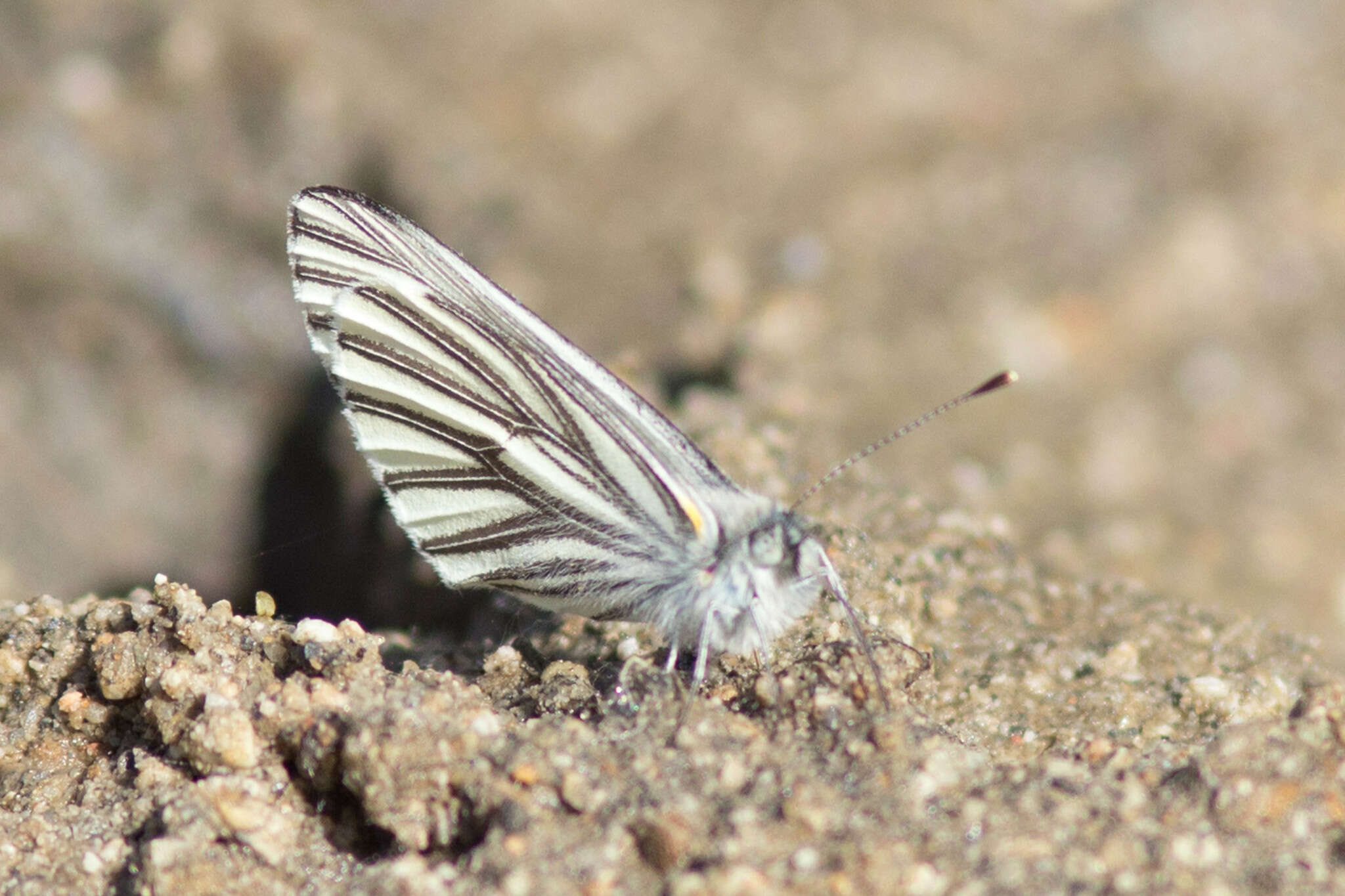 Image of Margined White