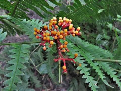 Leea guineensis G. Don resmi