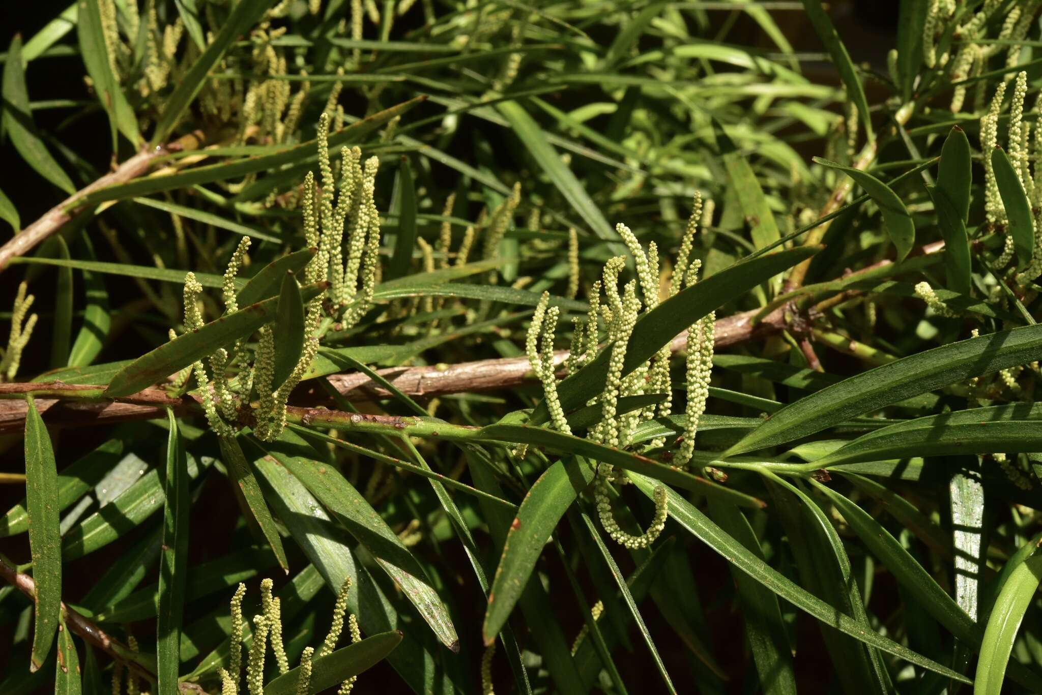 Image of Willow-leaf Podocarp