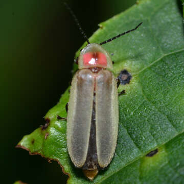 Image of Photinus marginellus Le Conte 1852