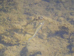 Image of Blackstripe Topminnow