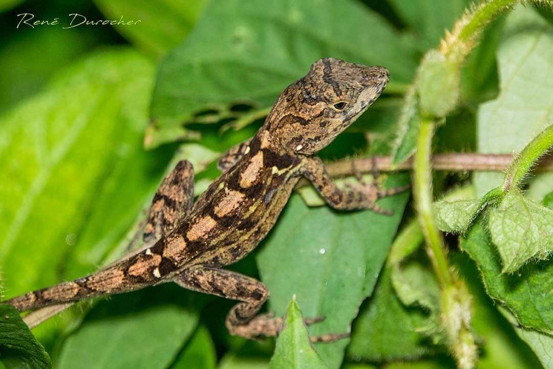 Image of Armour's Anole