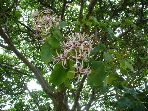 Image of Calodendrum capense (L. fil.) Thunb.