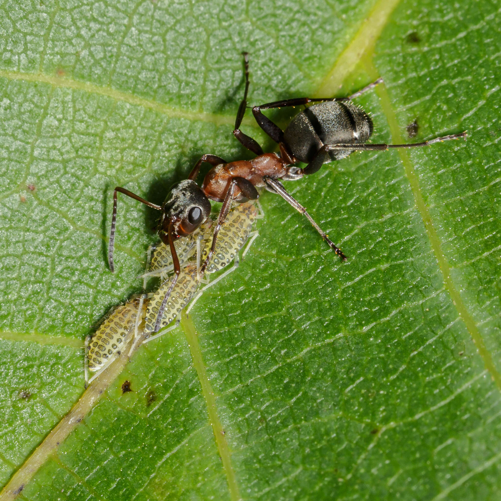 Image of Aphid