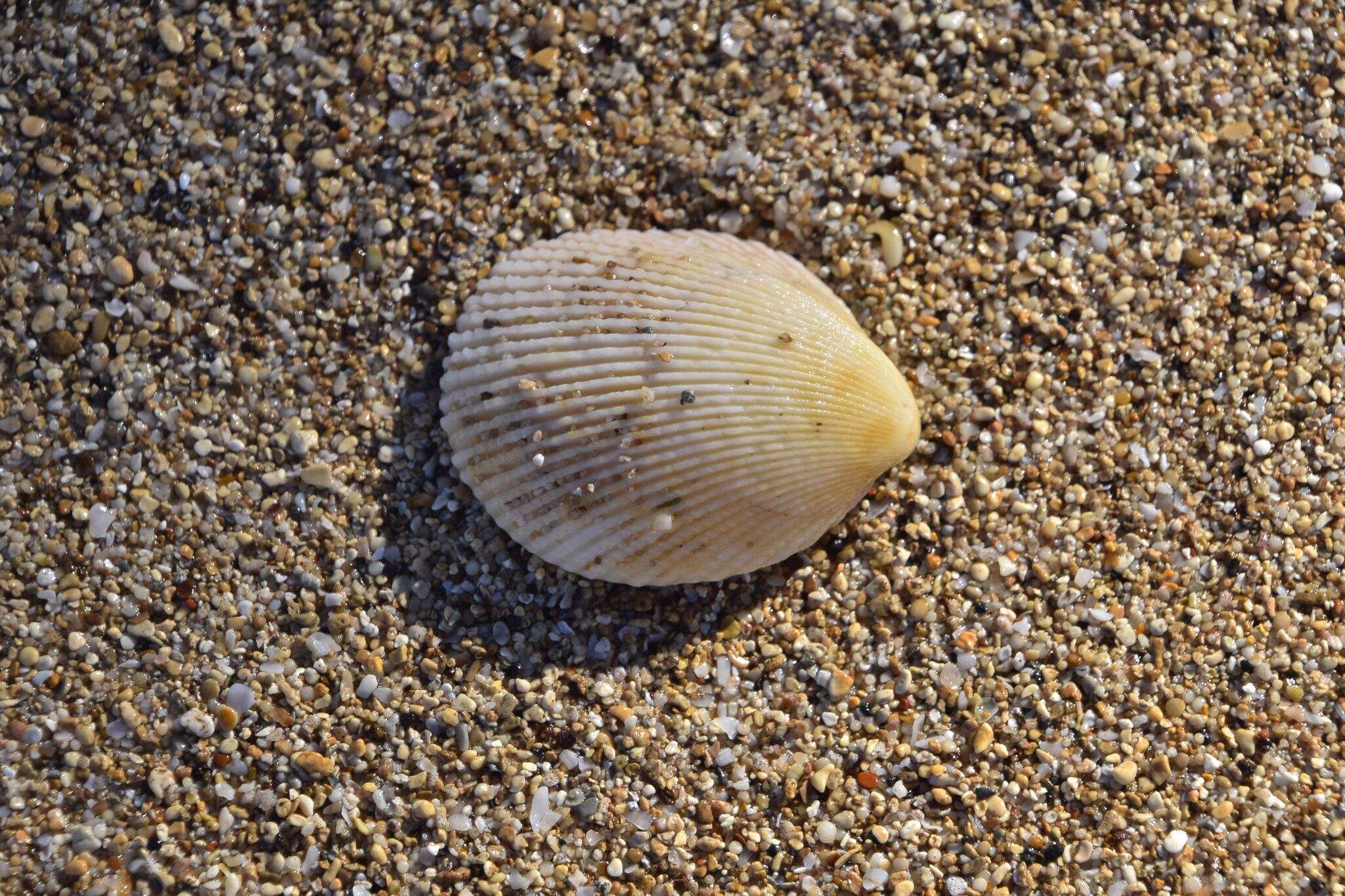 Слика од Vasticardium hawaiensis (Dall, Bartsch & Rehder 1938)