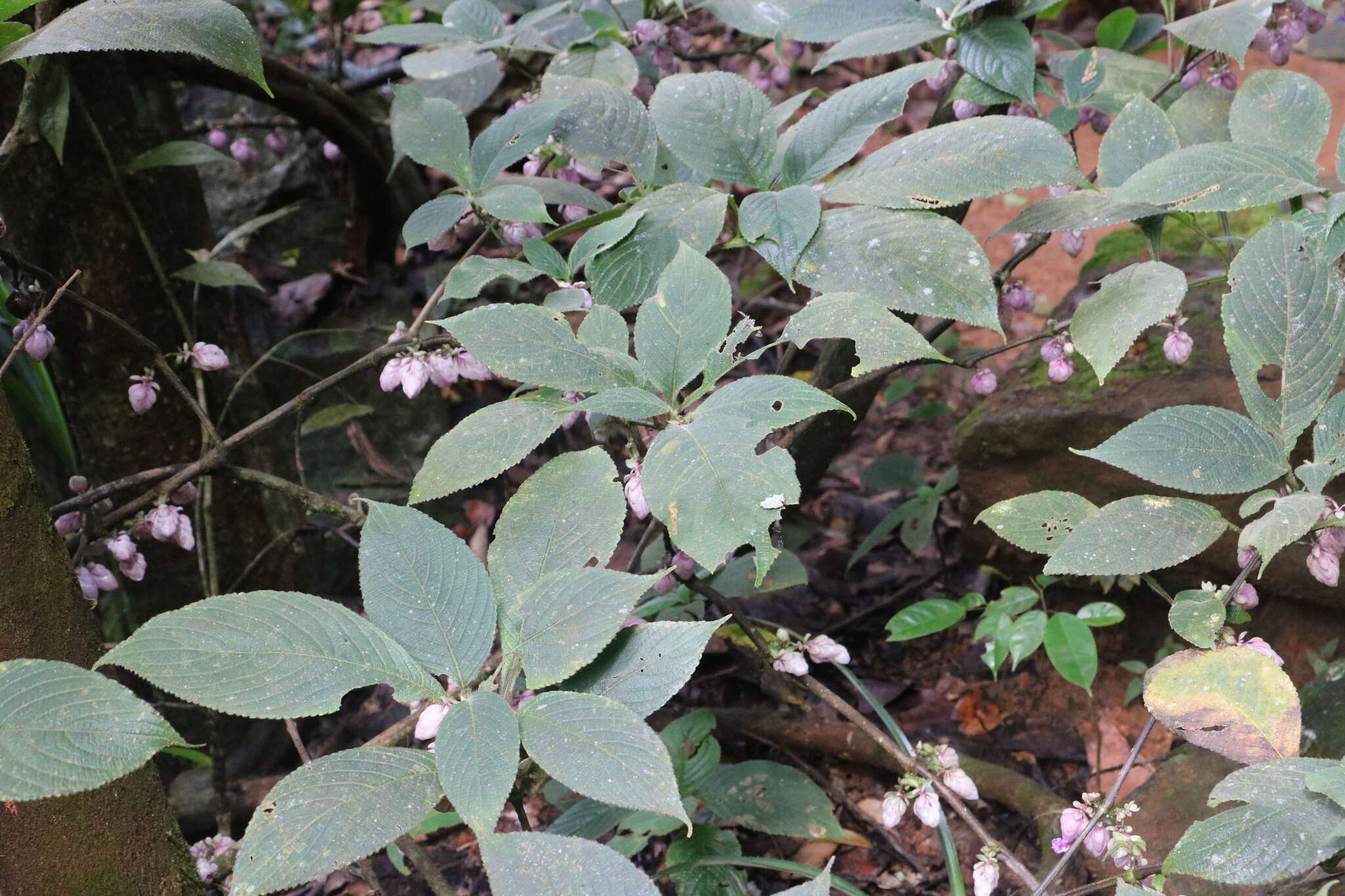 صورة Strobilanthes lupulina T. Anders.