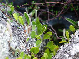 Image of leather-leaf fern