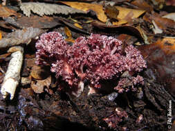 Image of Cauliflower coral