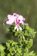 Image of Pelargonium greytonense J. J. A. Van der Walt