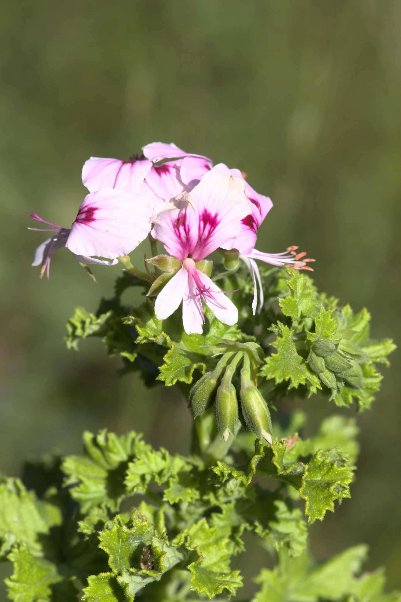 Image of Pelargonium greytonense J. J. A. Van der Walt