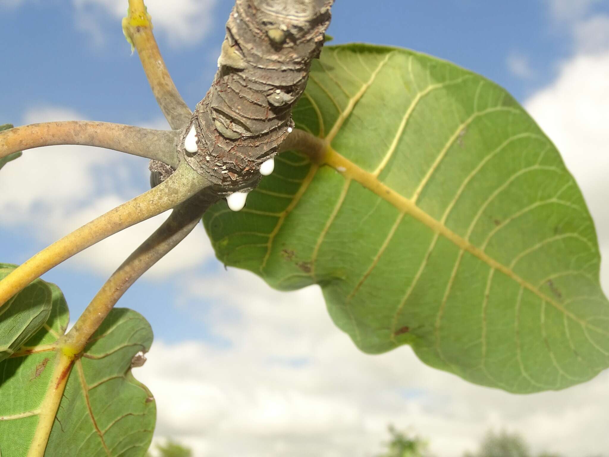 Image of Ficus platyphylla Del.