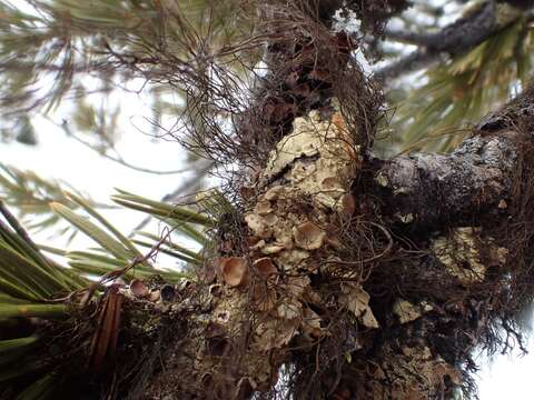 Image of ahtiana lichen