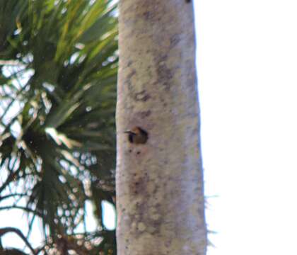 Image of Cuban Flicker