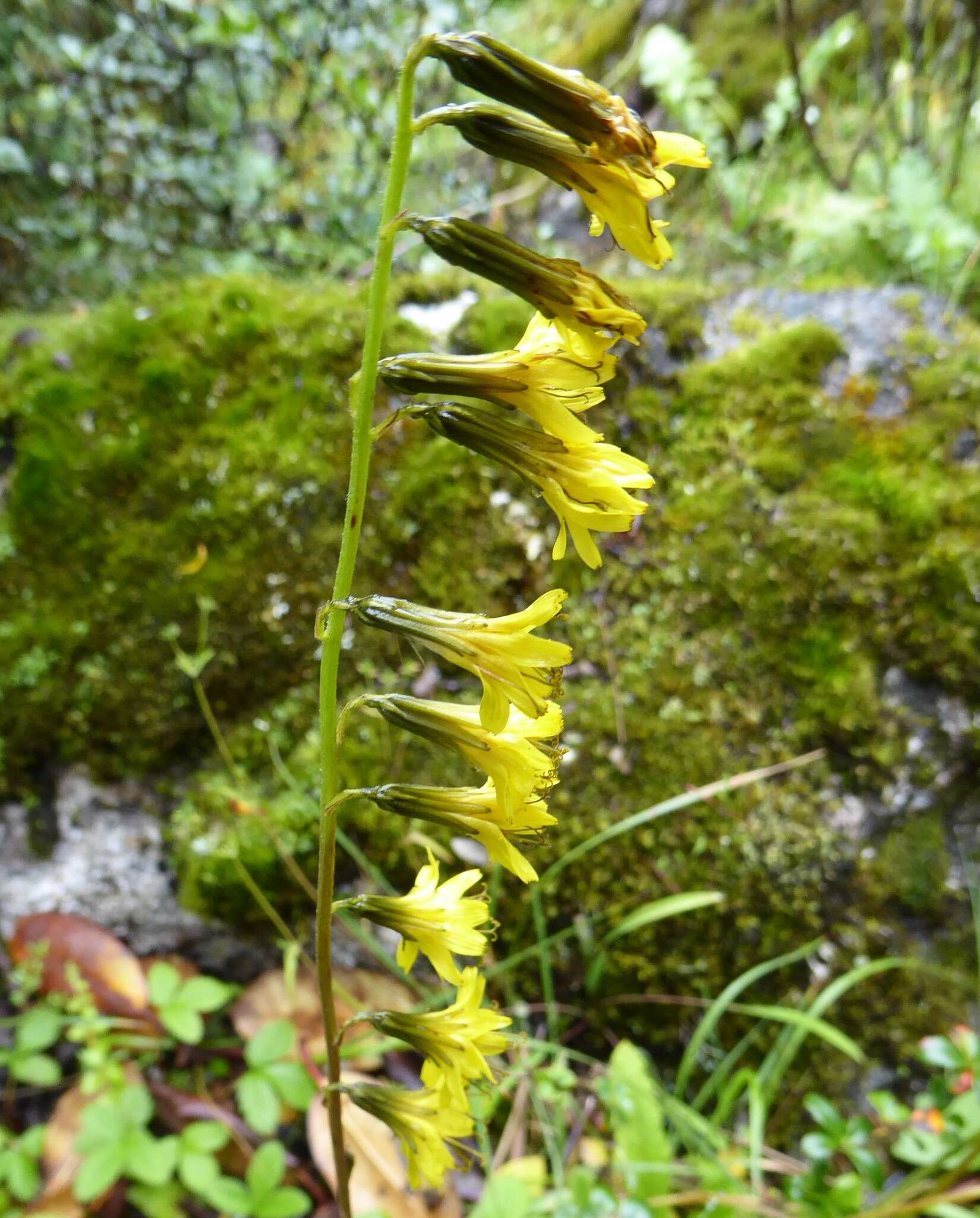 صورة Youngia racemifera (Hook. fil.) Babc. & Stebbins