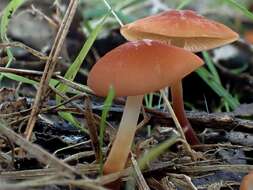 Image of Marasmius elegans (Cleland) Grgur. 1997