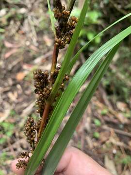 Image of Gahnia melanocarpa R. Br.