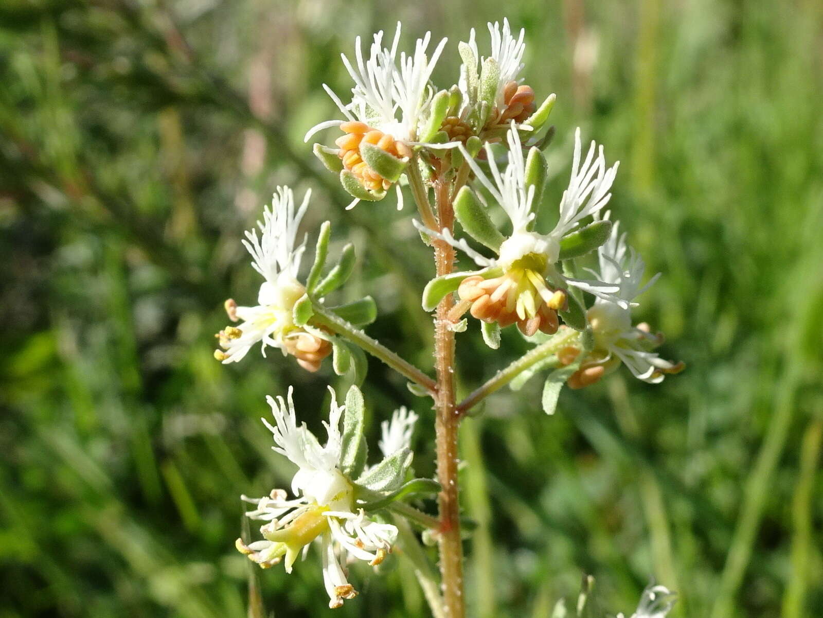 Image of rampion mignonette