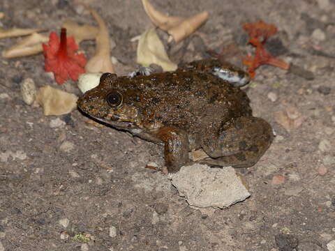 صورة Hoplobatrachus occipitalis (Günther 1858)