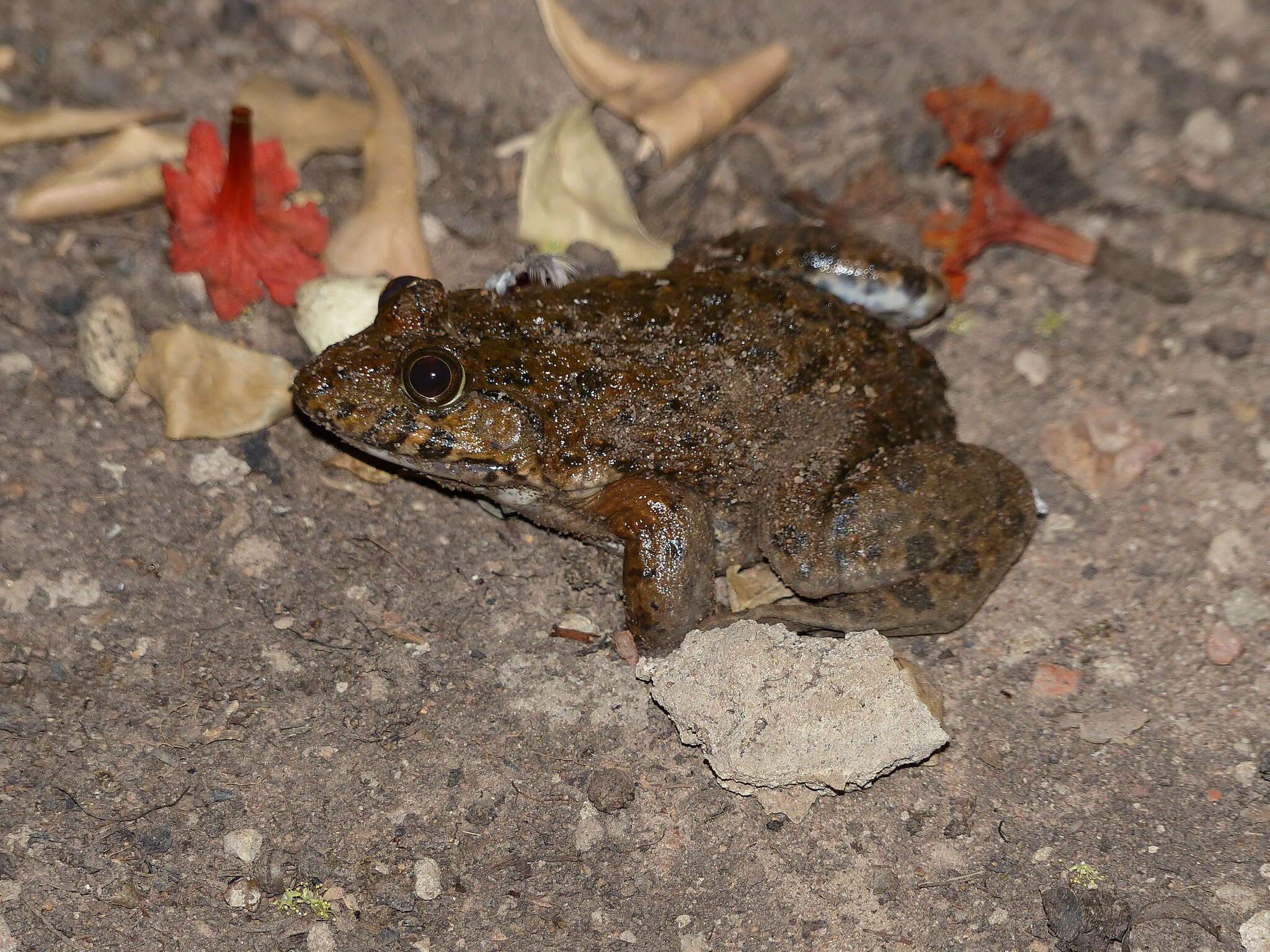 Image of African Groove-crowned Frog