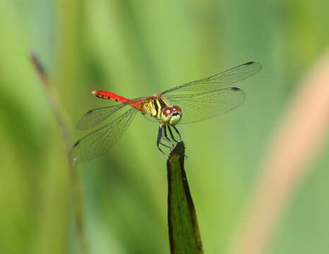 Imagem de Sympetrum kunckeli (Selys 1884)