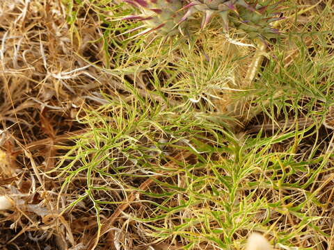 Image of Cynara cardunculus subsp. cardunculus