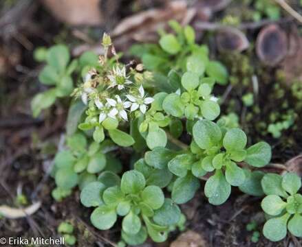 صورة Sedum cepaea L.