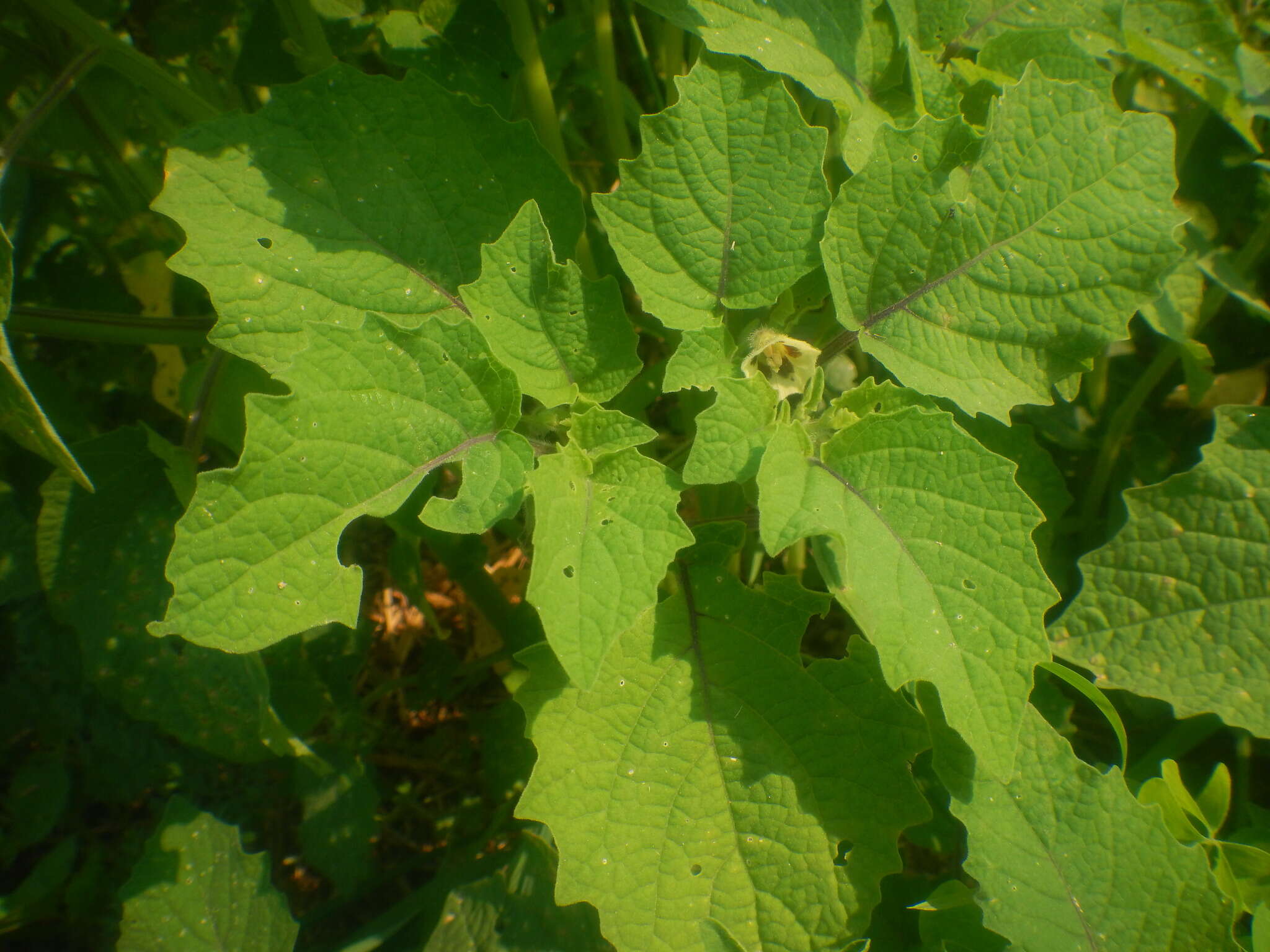 Image of strawberry-tomato