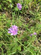 Allium unifolium Kellogg resmi