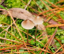 Sivun Mycena albidofusca Cleland 1933 kuva