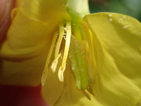 Image of Oenothera subterminalis R. R. Gates