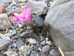 Image of Grahamia coahuilensis (S. Wats.) G. D. Rowley