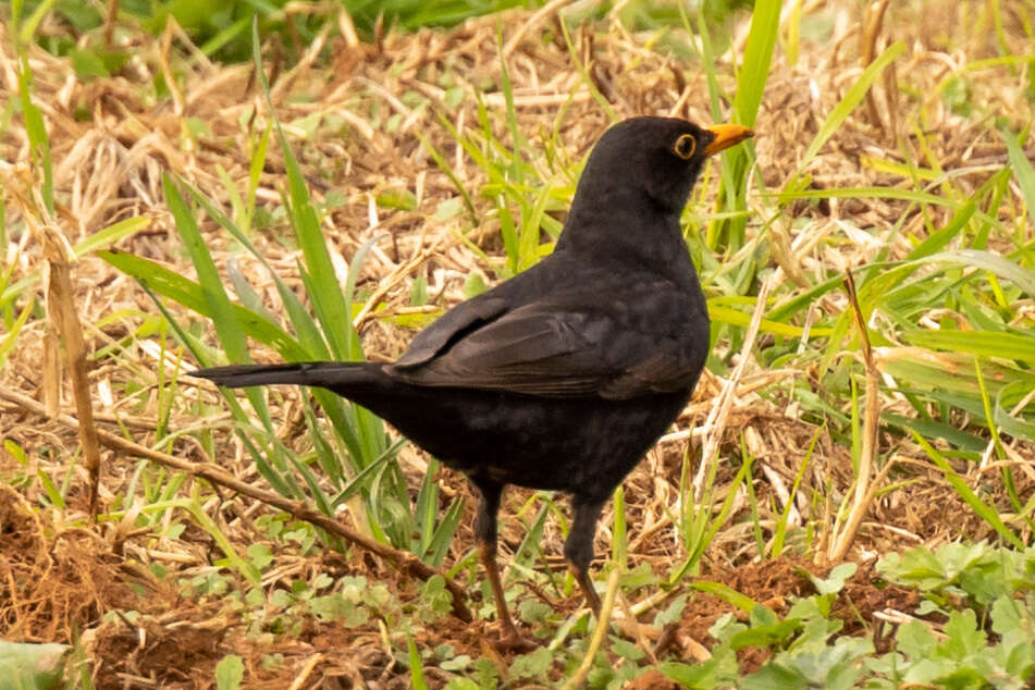 Слика од Turdus merula cabrerae Hartert 1901