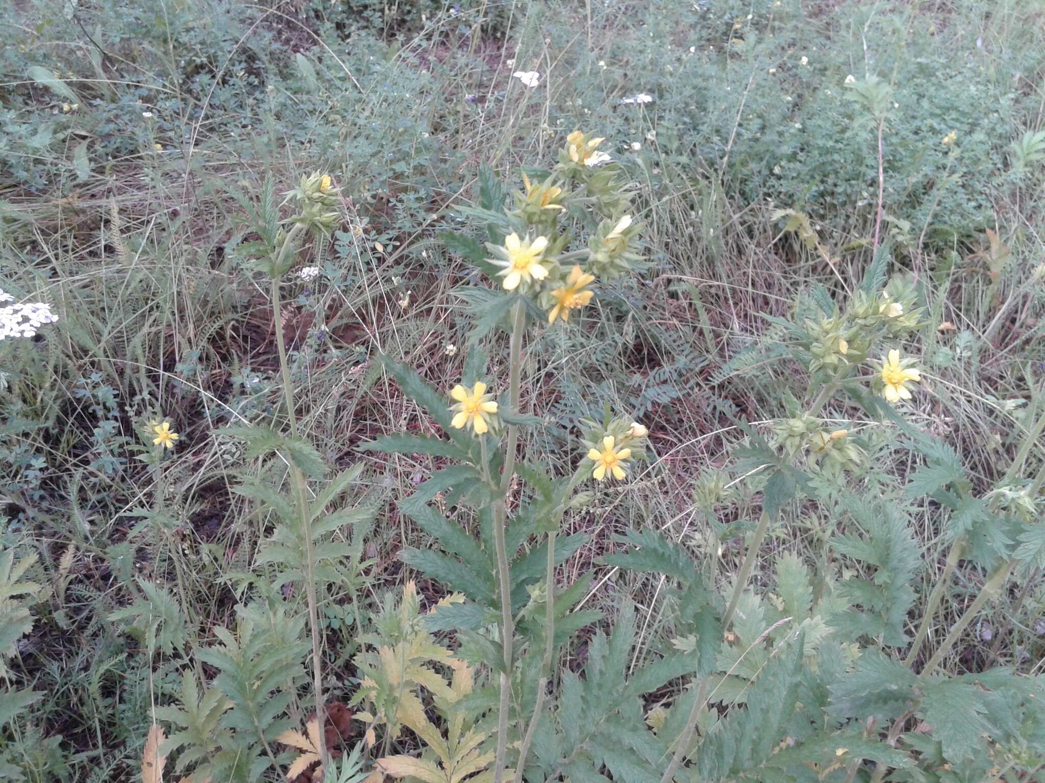 Image of Potentilla longifolia Willd.