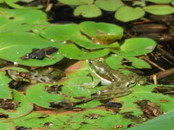 صورة Lysapsus bolivianus Gallardo 1961