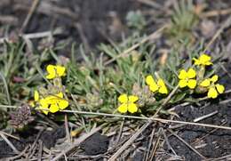 Image de Erysimum bonannianum C. Presl.